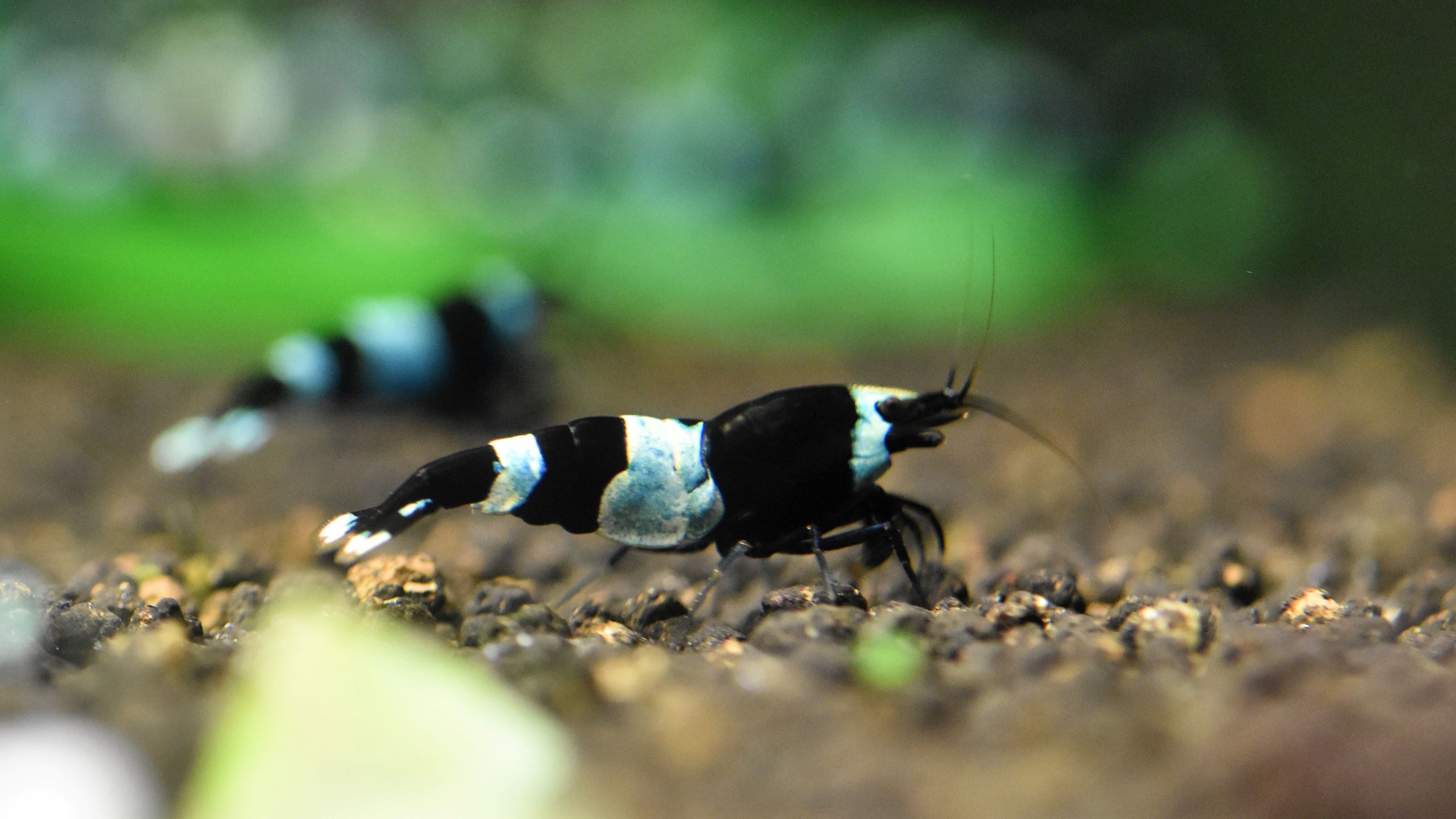 Hasil gambar untuk Panda Shrimp